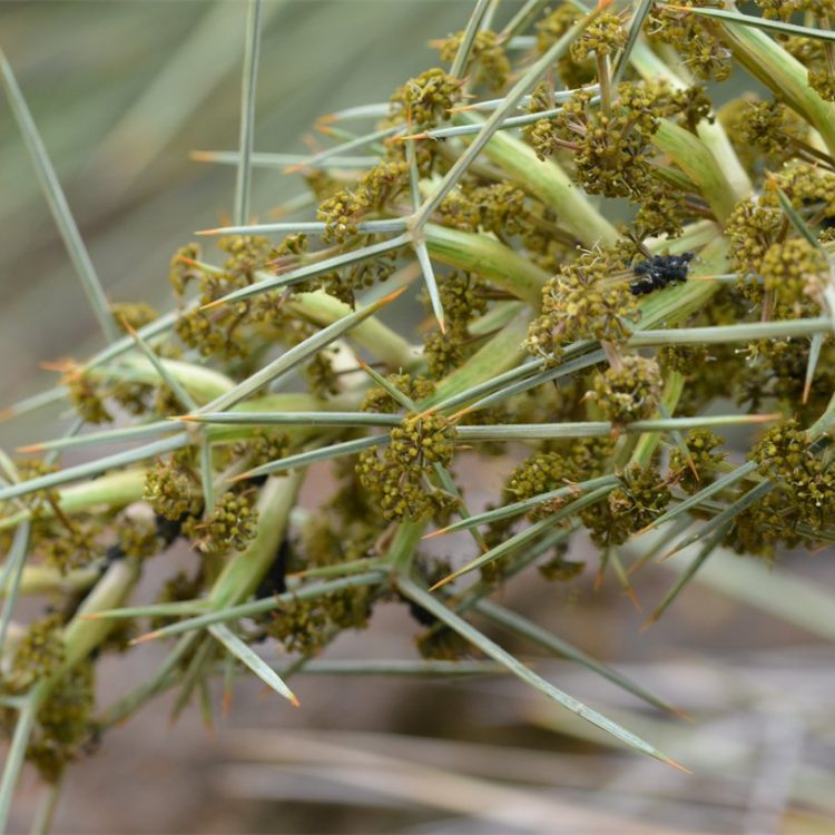 Aciphylla colensoi