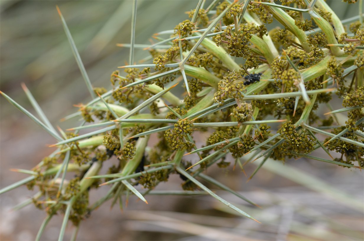 Aciphylla colensoi