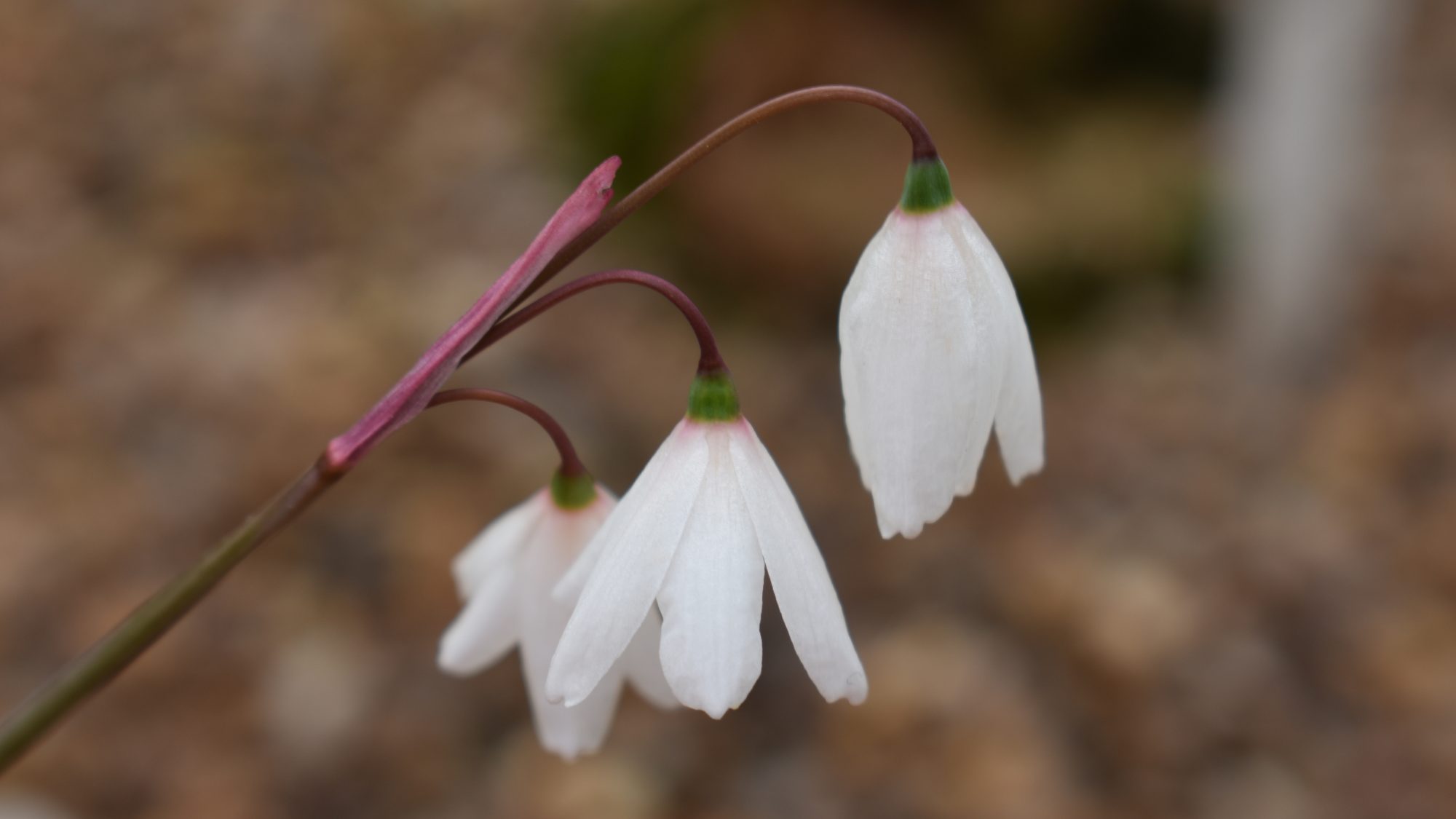 Acis autumnalis