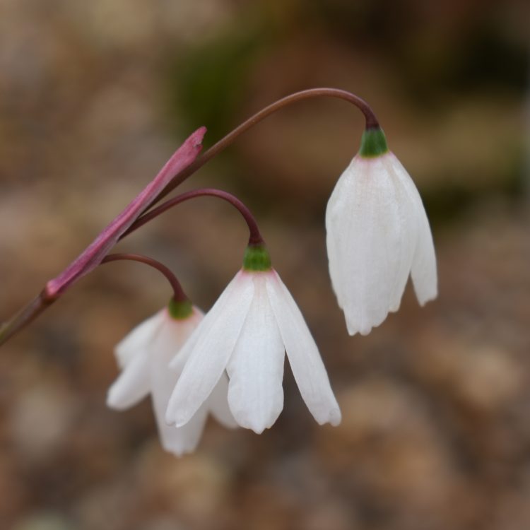 Acis autumnalis