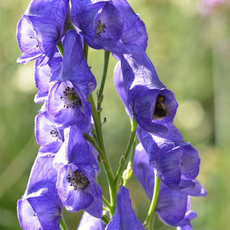Aconitum carmichaelii var arendsii