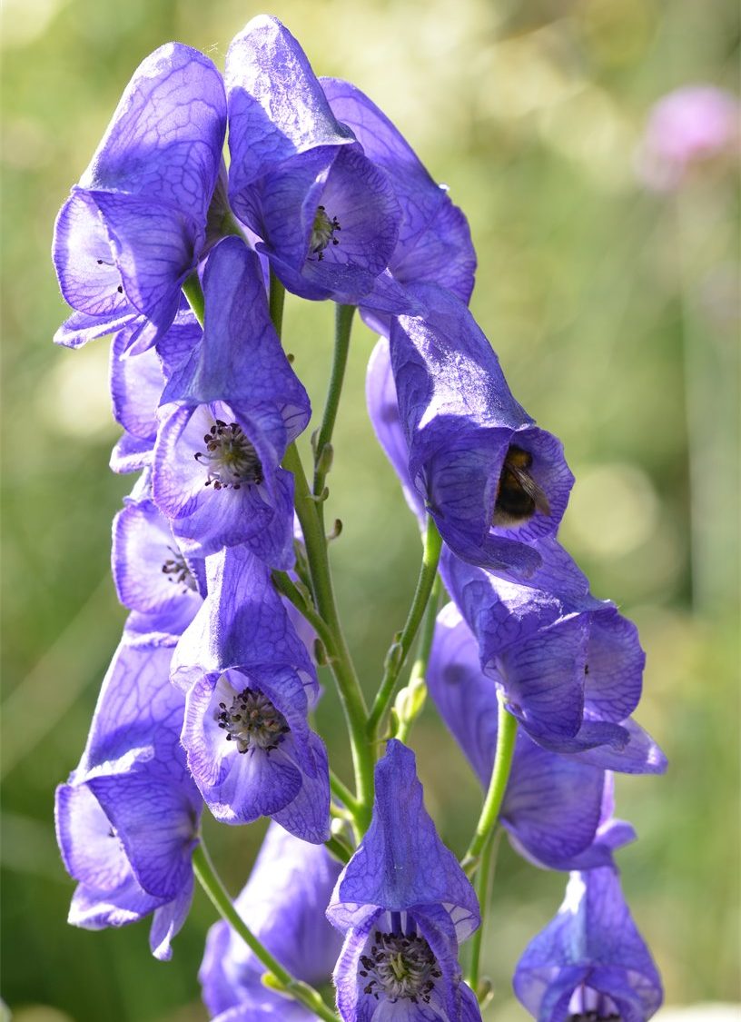 Aconitum carmichaelii var arendsii