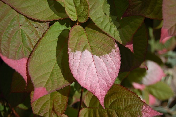 Actinidia kolomikta