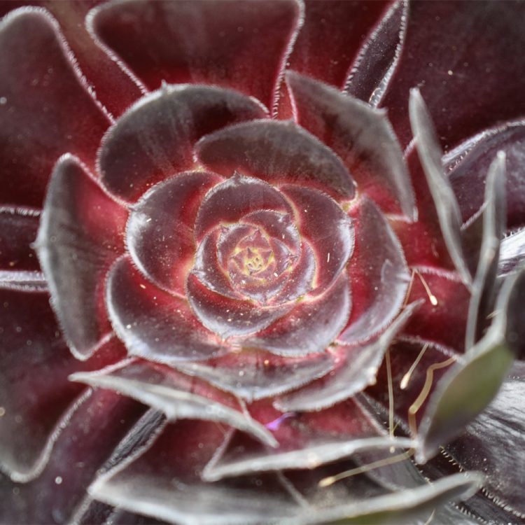 Aeonium ‘Zwartkop’