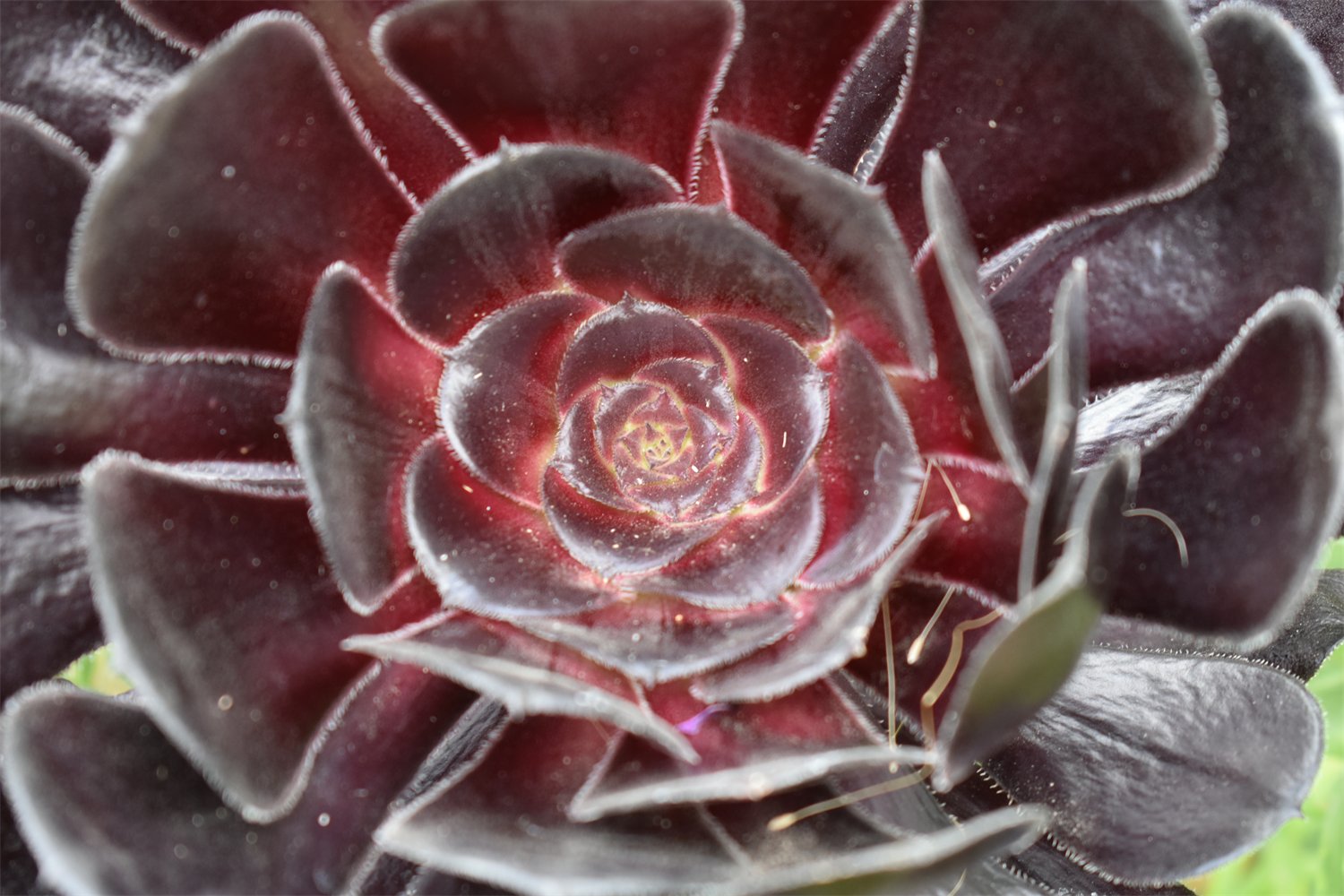 Aeonium 'Zwartkop'