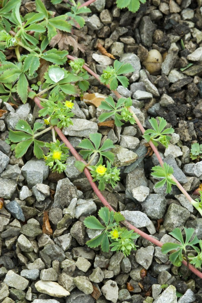 Long pink stems, green leaves and yellow flowers of Alchemilla pedata on top of loose rocks.