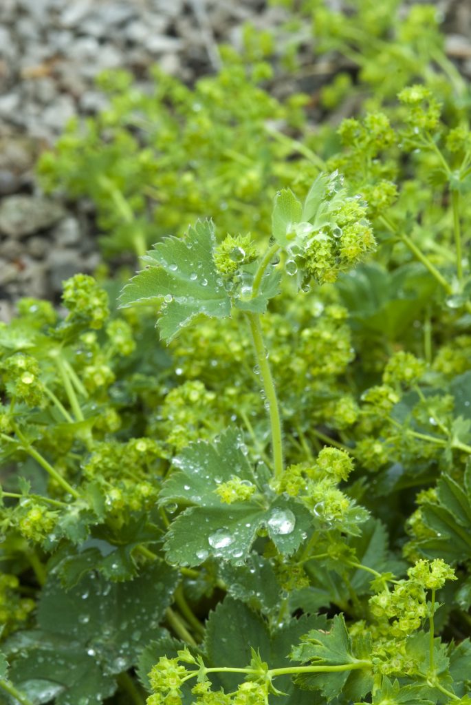 Small green leaves and flowers of Alchemilla vetteri.
