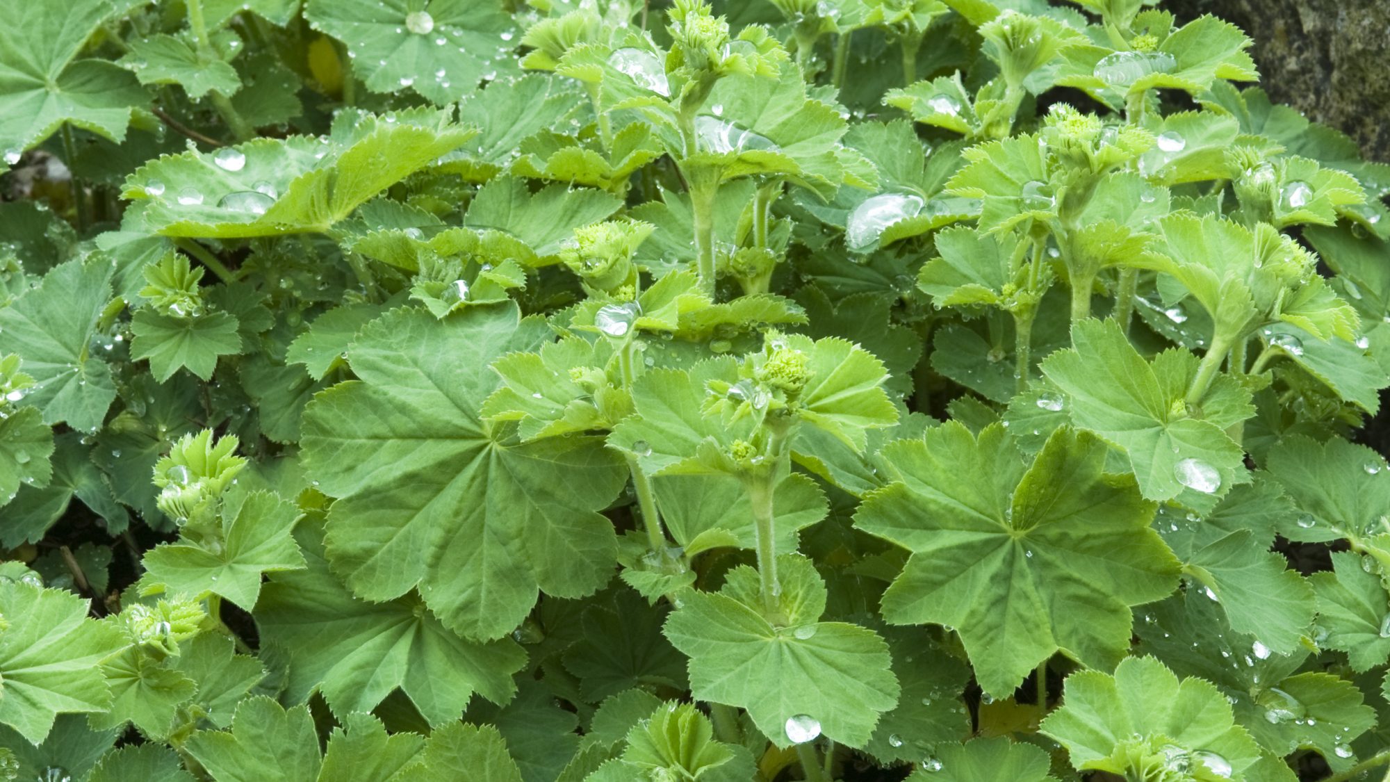 Alchemilla, a small clump of green lobed leaves with green flowers.