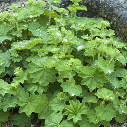 Alchemilla