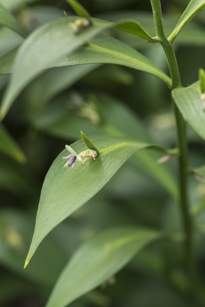 Ruscus x microglossus, sall white flowers seeming to grow out of leaves.