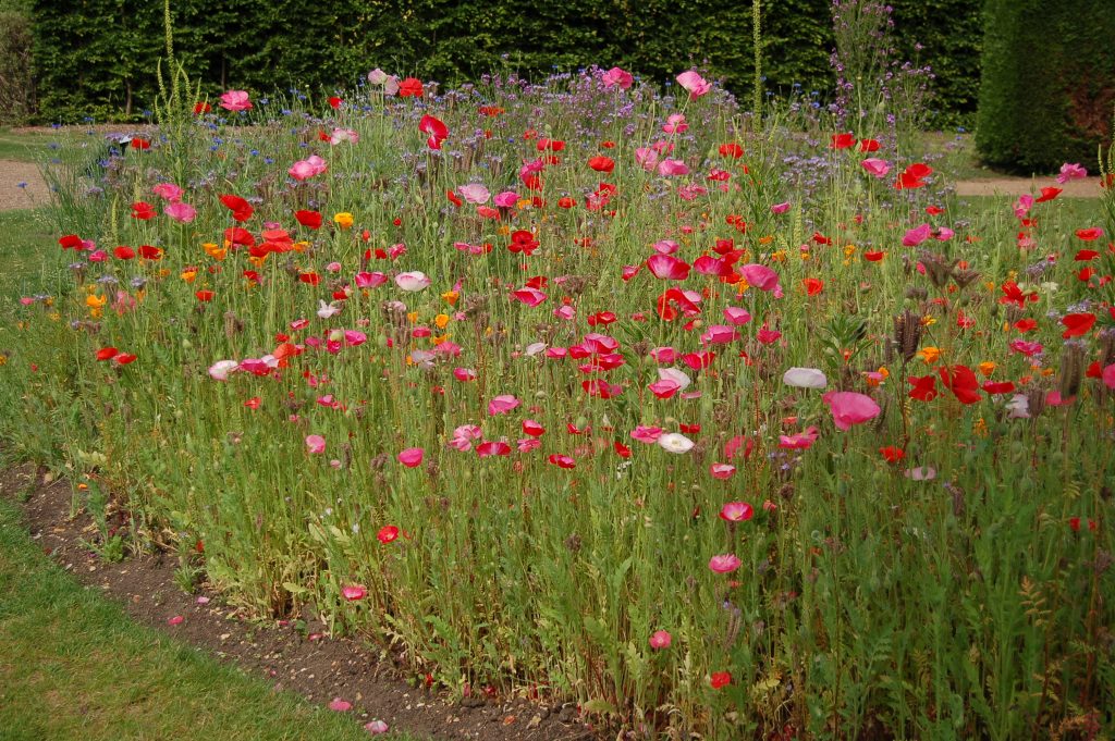 Bee annual flower mix in Understanding Plants. 
