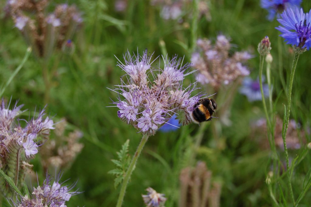 Phacelia tancetifolia, bee annual mix in Understanding Plants. 