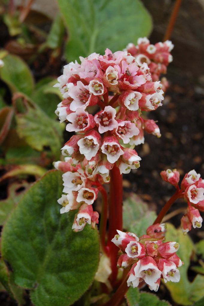 Bergenia ciliata f. cilliata with small white flowers growing from pink stems.