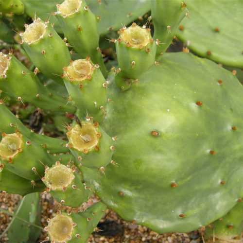 Opuntia engelmannii var. lindheimeri