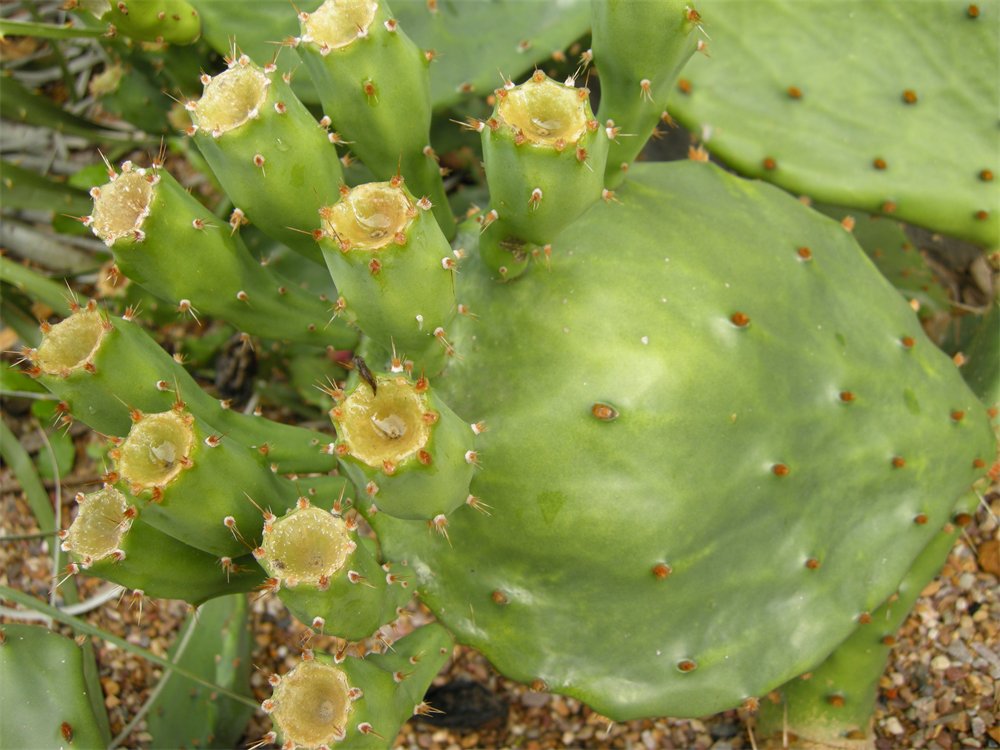 Cambridge Prickly pear plant: a mat of prickly pads and pale yellow flowers.