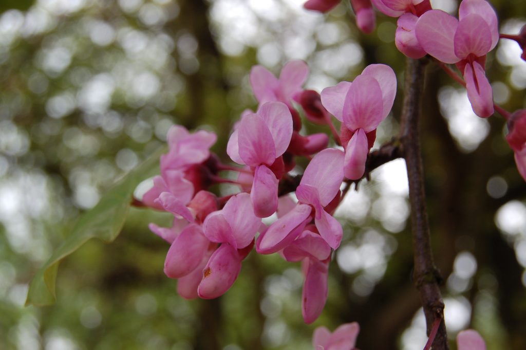 Small pink flowers of Cercis siliquastrum.
