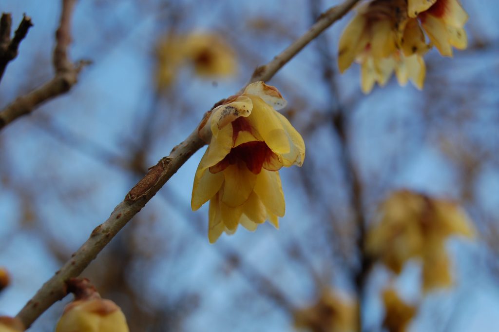 Chimonanthus praecox, small yellow flowers growing from thin branches.