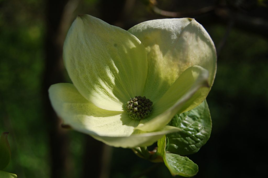 Cornus 'Eddie's White Wonder', a white flower with a yellowy-tinge.