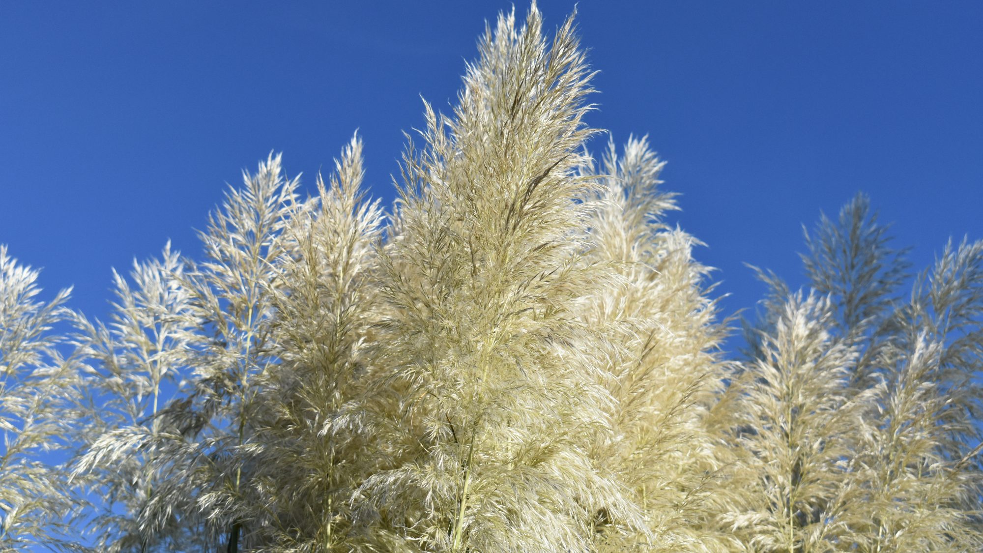 Cortaderia selloana