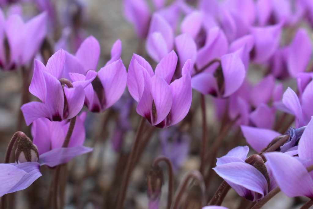 Cyclamen cilicium. Delicate purple blooms.