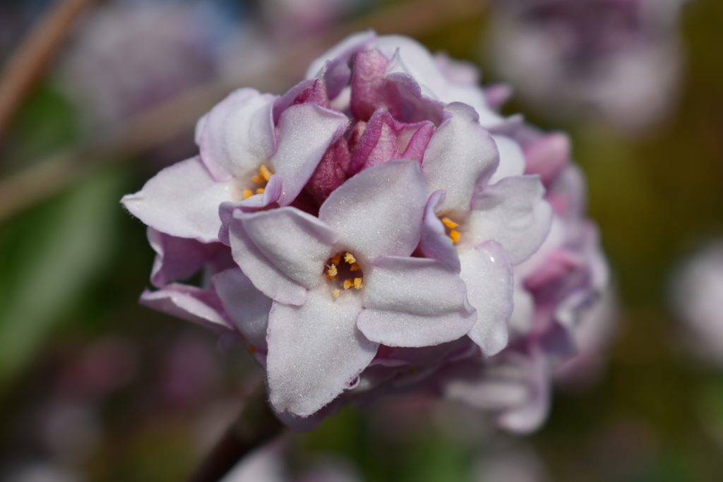 Small lilac blossoms of Daphne bholua 'Jacqueline Postill'.