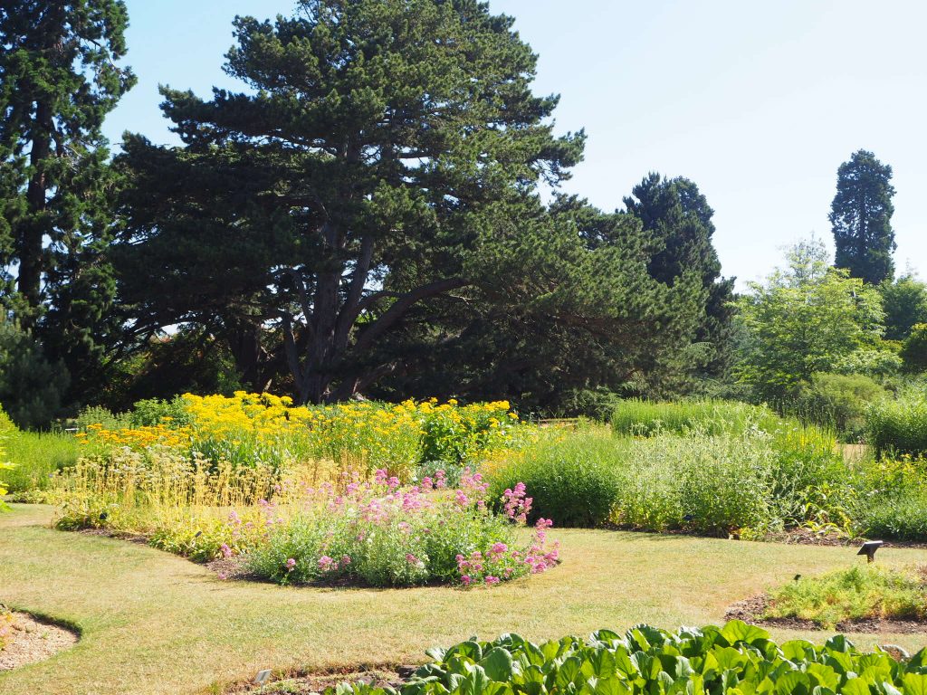 A photo of yellowing grass scorched by the sun, surrounding flower beds. 
