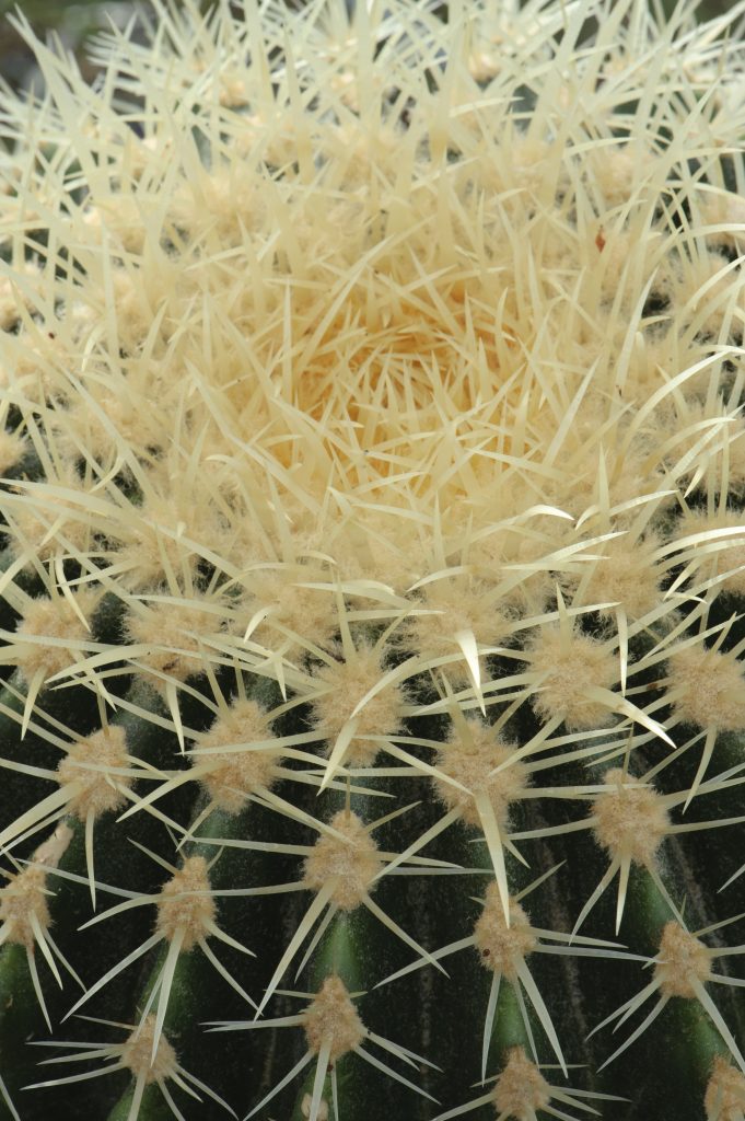 Spikes on a cactus forming a dense circle in the centre.