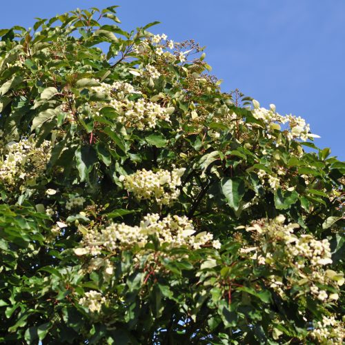 Hot summer brings rare Chinese tree into flower that has only previously flowered once in its 36 year life-time at the Garden
