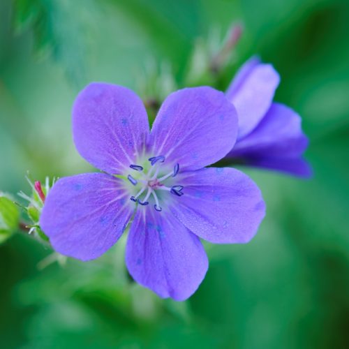 Geranium pratense ‘Brookside’