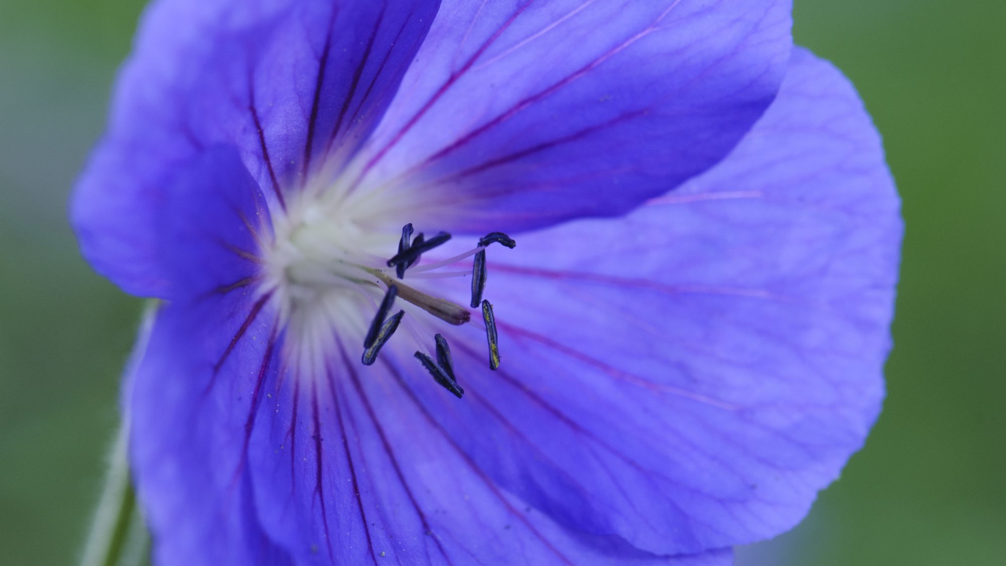 Geranium 'Brookside', an indigo flower.