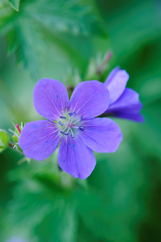 Geranium pratense 'Brookside', a small indigo flower.