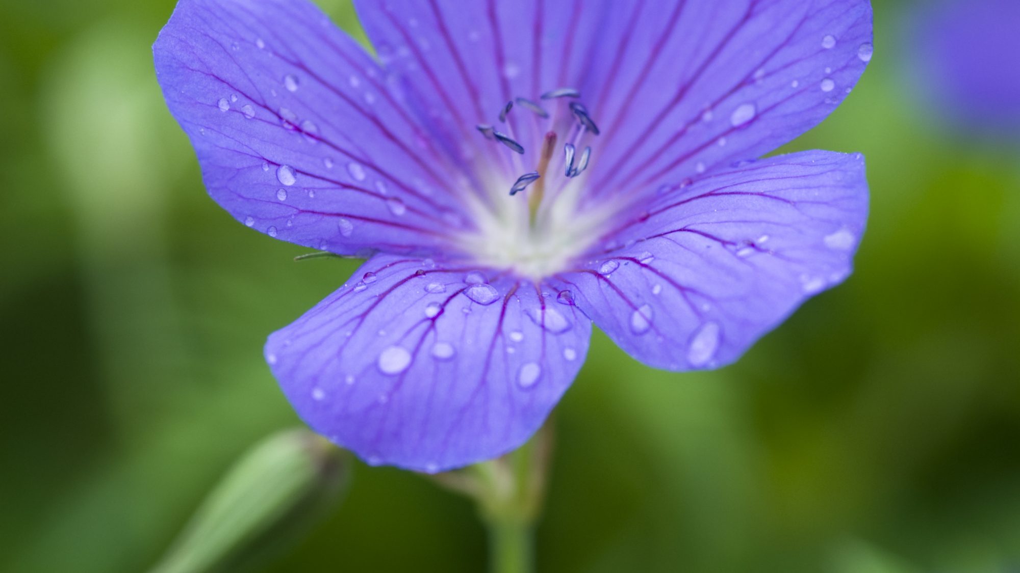 Blue geranium flower.