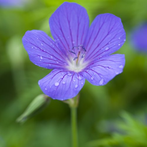 Geranium (species & primary hybrids)