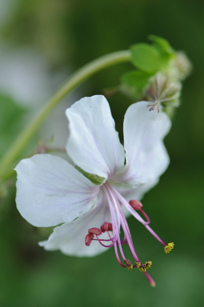White flower of the Geranium cantabrigiense.