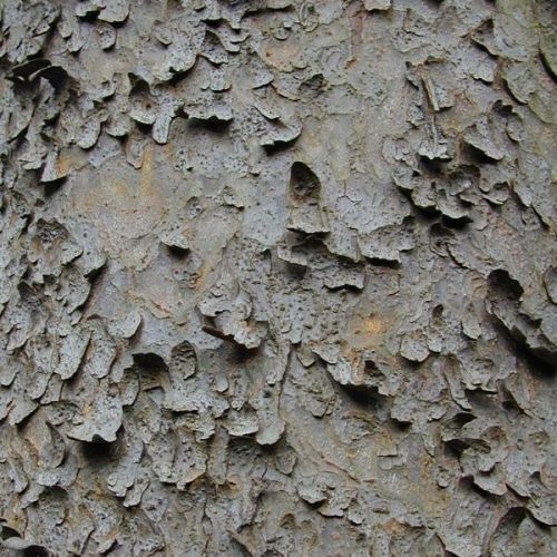 Gerard’s Pine