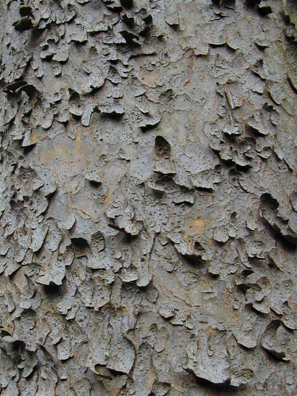 The textured brown bark of Gerard's Pine.