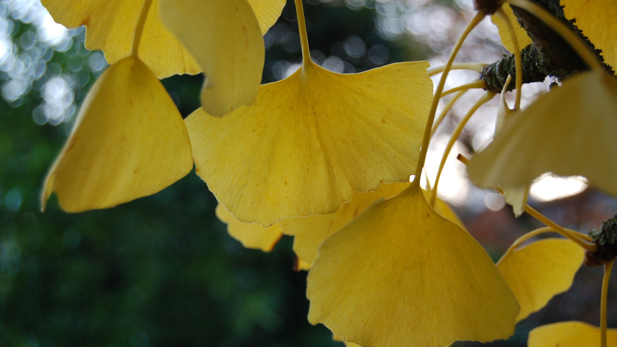 Butter-yellow, fan-shaped leaves.