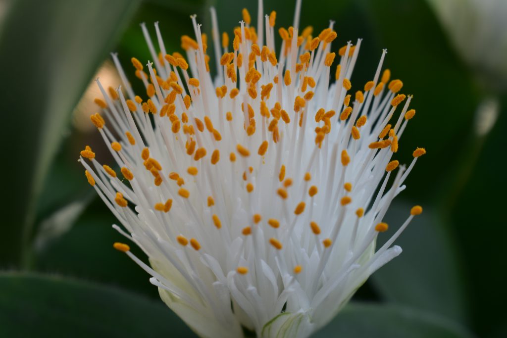 Haemanthus albiflos, a white spikey flower.