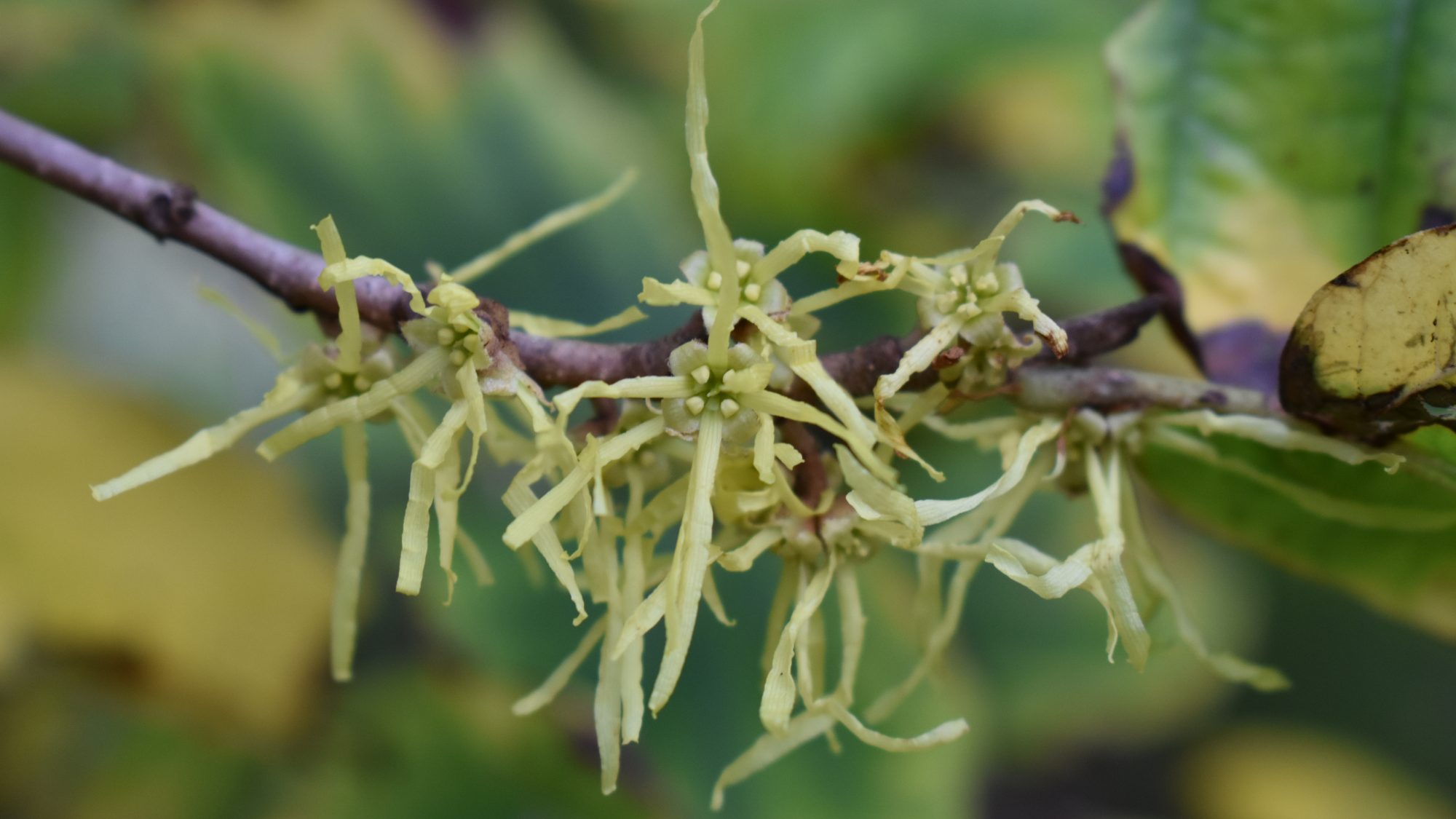 Hamamelis virginiana