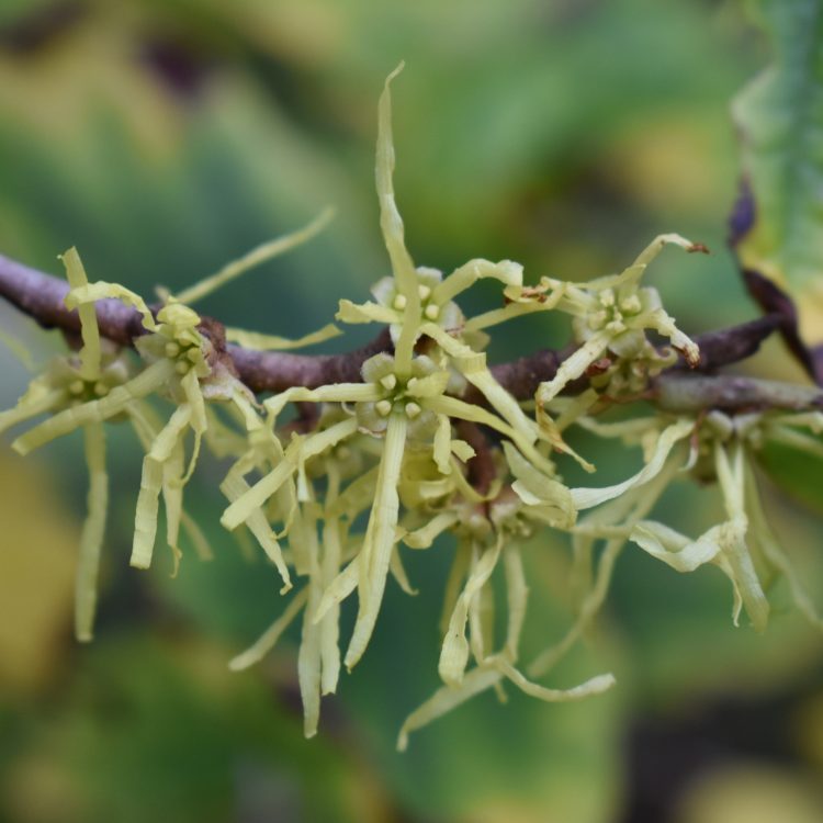 Hamamelis virginiana