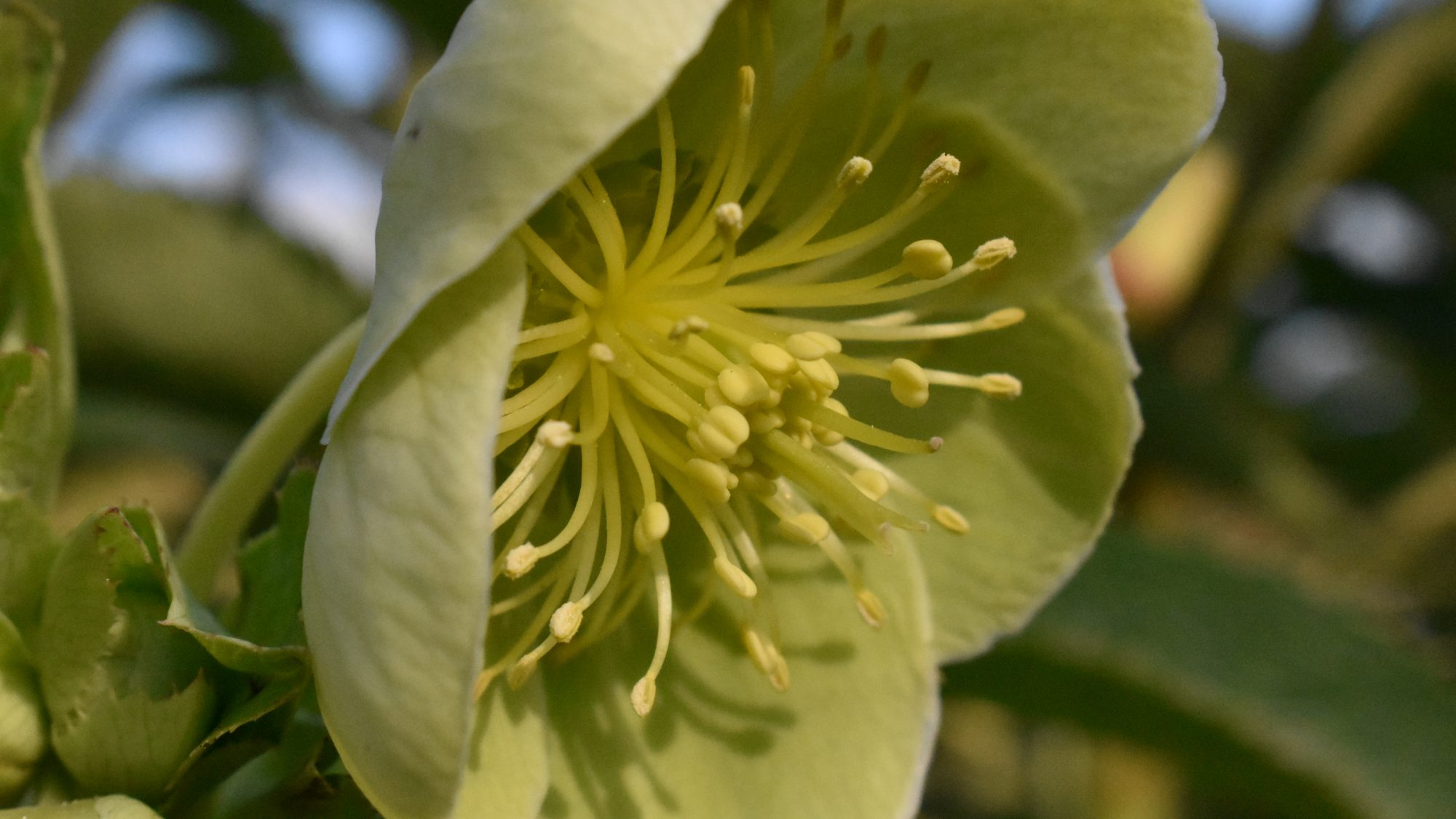 A light-green hellebore flower.