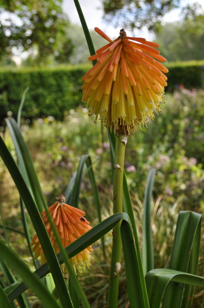 The orange and yellow tubular glowers of Kniphofia uvaria.