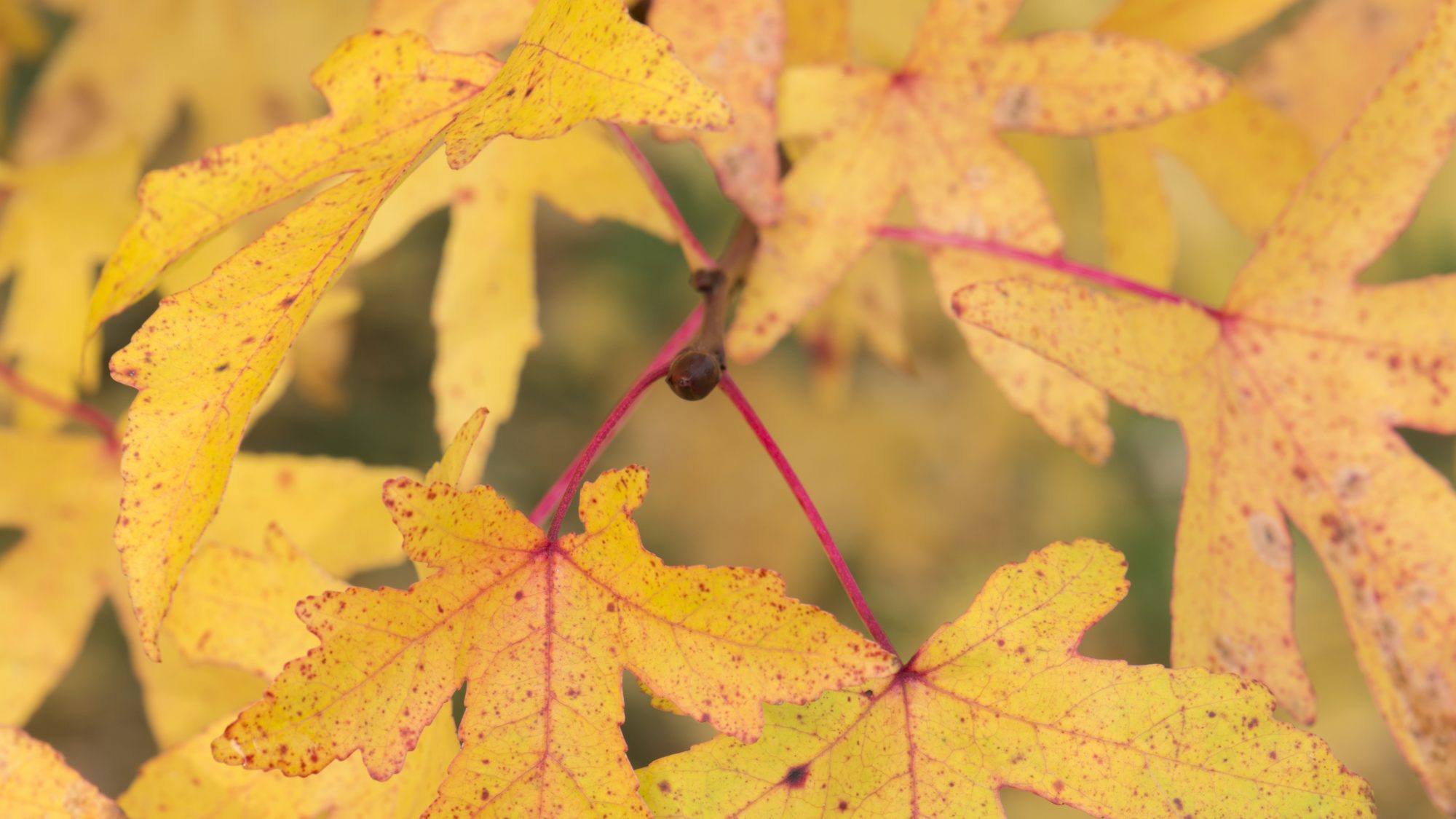 A close up image of yellow autumn leaves on a branch