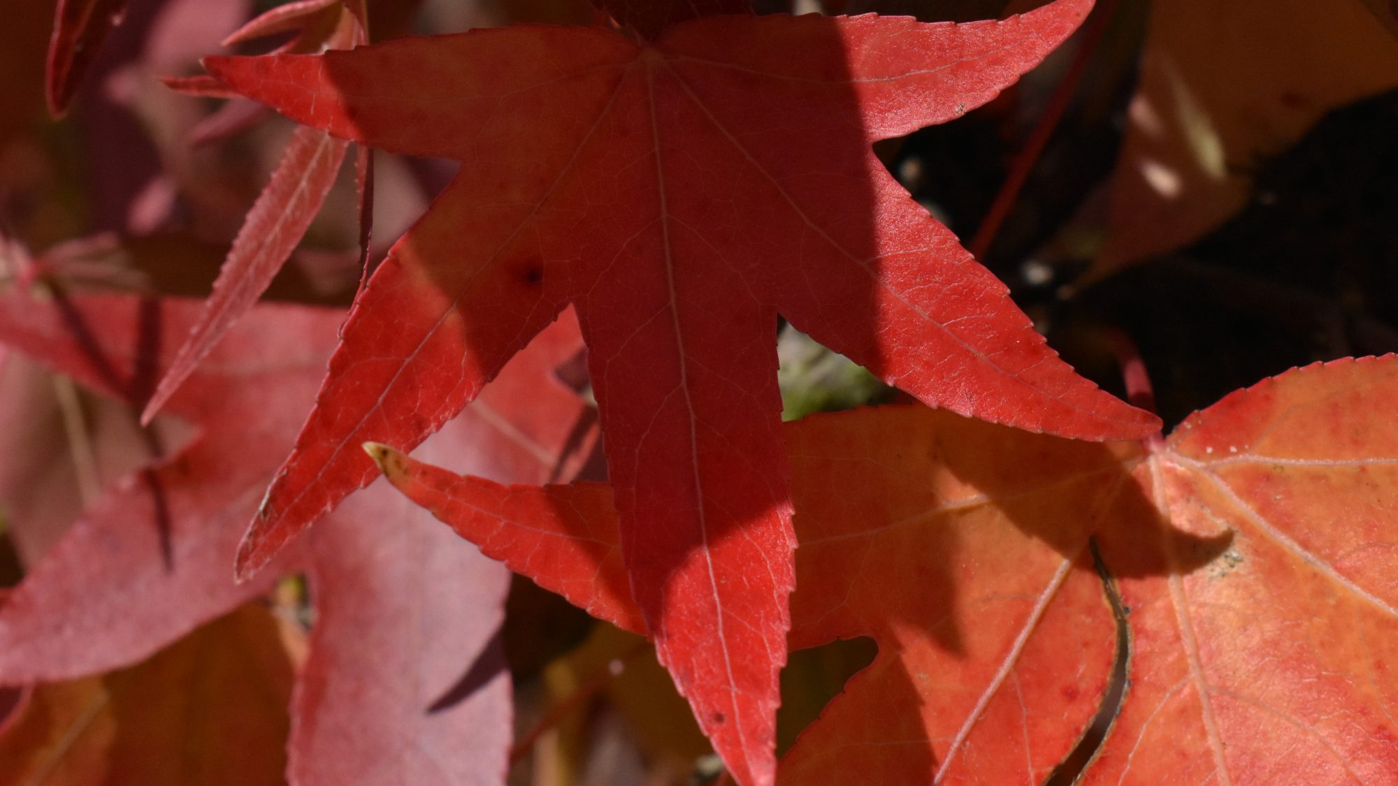 Intense red, autumnal, maple-like leaves