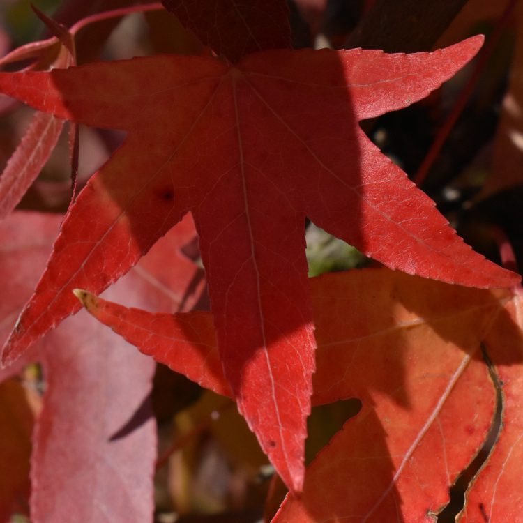 Liquidambar styraciflua ‘Worplesdon’