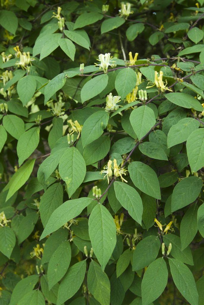 Lonicera (shrubby species and primary hybrids) - Cambridge University  Botanic Garden