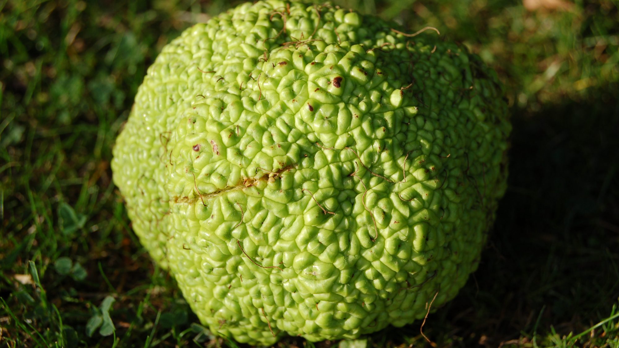 Maclura pomifera