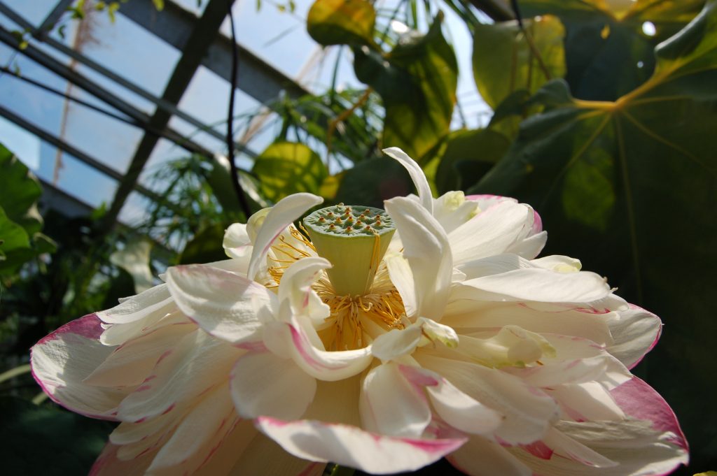 Nelumbo 'Albo Striata', a flower with whitish-pink petals and a green conical centre.