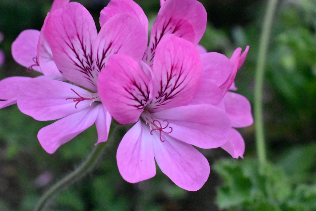 Pelargonium 'Pink Capitatum', a pink flower with purple stripes.