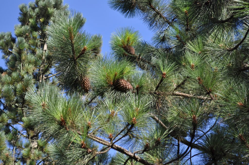 Pine cones of Pinus coulteri against a blue sky.